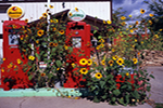Sunflowers and Antique Gas Pumps