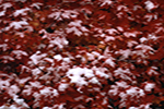 Red Oak Leaves in Snow