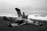 Ocean Stump California Coast