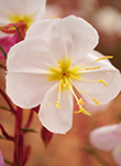 Primrose Desert Flower