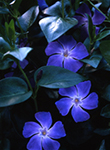 Violet Star Flower