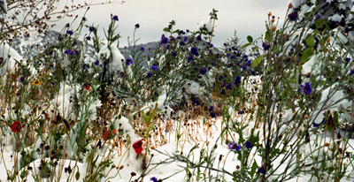 wildflowers in Snoow